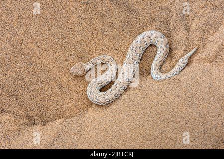 Namibia, Skeleton Coast, Erongo region, Swakopmund, Namib Desert, Namibian Desert Viper or Peringuey's Viper (Bitis peringueyi) Stock Photo