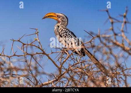 Namibia, Kunene region, Etosha National Park, between Halali and Namutoni Camps, Yellow-billed Hornbill (Tockus flavirostris) Stock Photo