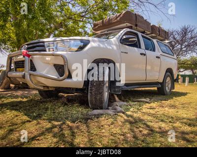 Namibia, Kunene region, Etosha national park, Namutoni camp, Banded mongoose (Mungos mungo) seeking coolness and shade under the 4x4 Stock Photo