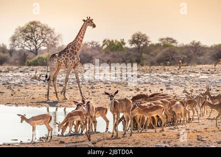 Namibia, Kunene region, Etosha National Park, Shudop Waterhole, Angolan Giraffe (Giraffa camelopardalis angolensis), Greater Kudu (Tragelaphus strepsiceros), Black-faced Impala (Aepyceros melampus petersi) Stock Photo