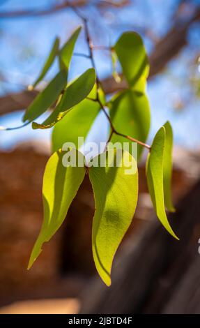 Namibia, Kunene region, Damaraland, Palmwag, Grootberg, Hoada Camp, Mopane Leaves or Mopani (Colophospermum mopane) Stock Photo