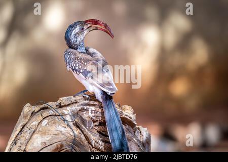 Namibia, Kunene region, Damaraland, Kamanjab, Oppi-Koppi campsite, Red-billed Hornbill (Tockus erythrorhynchus) Stock Photo