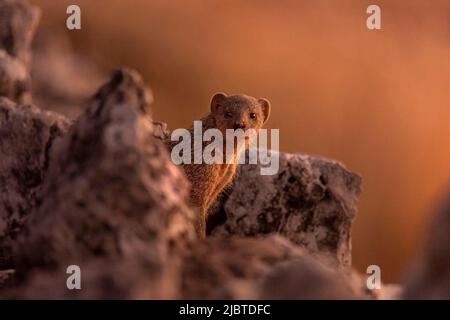 Namibia, Kunene region, Etosha National Park, Okaukuejo Camp, Banded Mongoose (Mungos mungo) at sunset Stock Photo