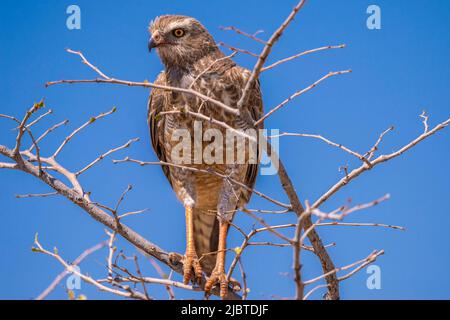 Namibia, Kunene region, Etosha National Park, Tachiro Goshawk (Accipiter tachiro) juvenile Stock Photo