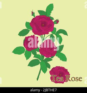 Tea rose. Illustration of a plant in a vector with flowers for use in decorating, creating bouquets, cooking of medicinal and herbal tea. Stock Vector