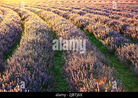 beautiful scenery of Mesona(Chinese Mesona) flowers,many purple with white flowers blooming in the field at a sunny day Stock Photo