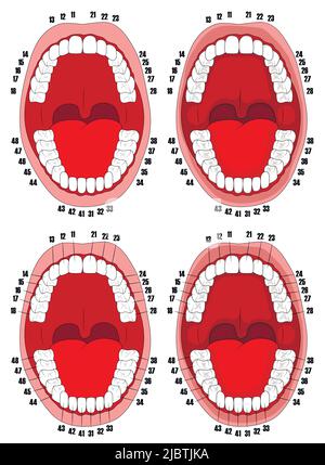 Teeth. Oral cavity. Vector illustration of the oral cavity with teeth that are numbered for dental clinics, posters, brochures. Stock Vector