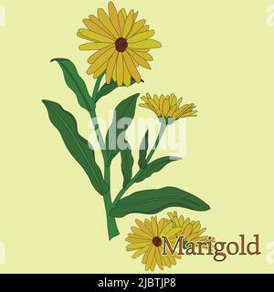 Marigold, calendula. Illustration of a plant in a vector with flowers for use in decorating, creating bouquets, cooking of medicinal and herbal tea. Stock Vector