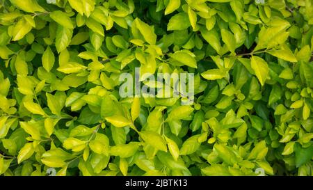 tropical leaves abstract, light and dark green tone foliage wallpaper or background texture, resources for graphic designing, taken from above Stock Photo