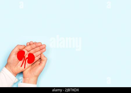Woman hands holding red paper kidneys on a light blue background with copy space Stock Photo