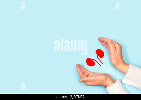 Woman hands protecting red paper kidneys on a light blue background with copy space Stock Photo