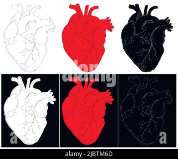 Anatomical drawing of the heart. Background for brochures, booklets, flyers, tattoo parlors. Set of red, white and black hand-drawn hearts. Stock Vector