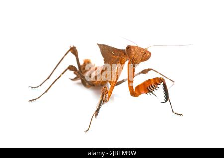 Deroplatys desiccata in front of white background Stock Photo