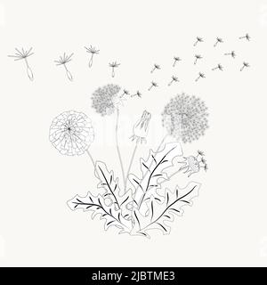 Dandelion contour vector illustration made in the artistic style for textiles, coloring book, decorations, herbal tea, medical. Stock Vector