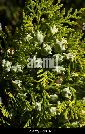 Thuja bush and its berries. Stock Photo