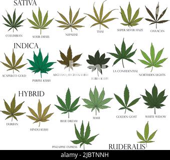 Types of weed. Sativa, Indica, Hybrid and Ruderalis cannabis leaves in black outline for use in medicine and cosmetology. Stock Vector