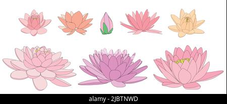 Lotus flowers in different blooms and shapes. Black and white illustration of different types of water lilies. Stock Vector