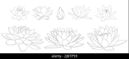 Lotus flowers in different blooms and shapes. Black and white illustration of different types of water lilies. Stock Vector