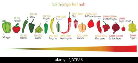 Scoville pepper heat scale. Pepper illustration from sweetest to very hot on color background. Stock Vector