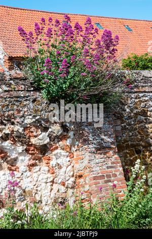 Red valerian, Centranthus ruber, growing out of a wall in Norfolk. Stock Photo