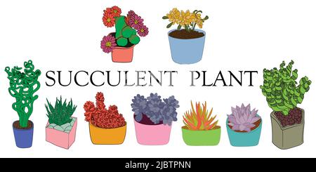 Succulent plant. Illustration of succulents. Hand drawn plants. Stock Vector