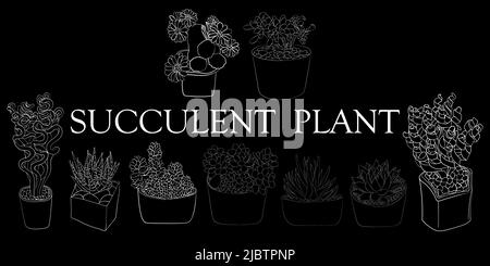 Succulent plant. Illustration of different types of succulents. Hand drawn plants. Stock Vector