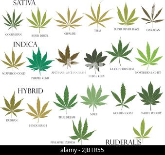 Types of weed. Sativa, Indica, Hybrid and Ruderalis cannabis leaves in ...