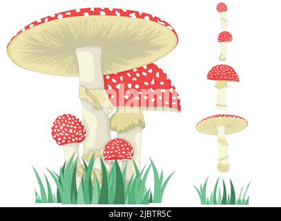 Fly agaric. A mushroom or toadstool. Different growth of mushrooms. Stock Vector