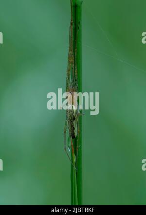 Long- jawed Orbweaver Spider (Tetragnatha montana), resting on grass stem, Dumfries, SW Scotland Stock Photo