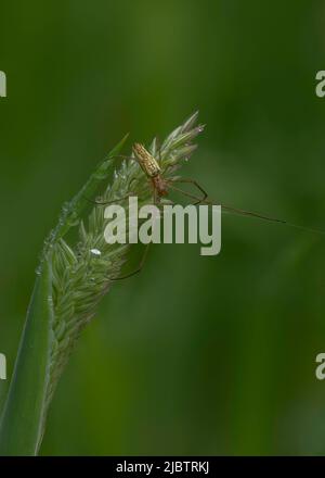 Long- jawed Orbweaver Spider (Tetragnatha montana), resting on grass stem, Dumfries, SW Scotland Stock Photo