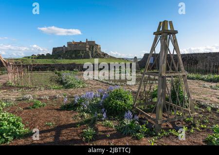 Gertrude Jekyll Garden, view of the walled garden located on Lindisfarne Island designed by Gertrude Jekyll in 1911, Northumberland coast, England UK Stock Photo