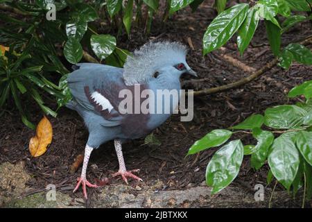 common crowned pigeon in a zoo in singapore Stock Photo