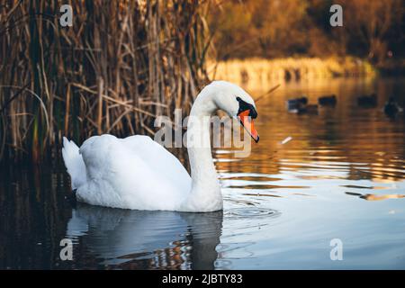 A white swan in the foreground floats on the lake, around reeds and reeds. Stock Photo