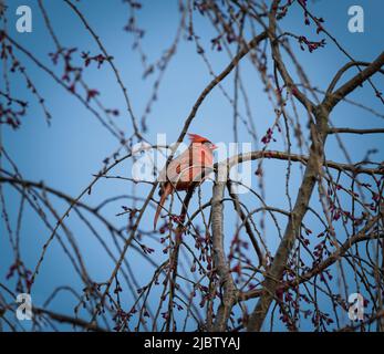 Red male cardinal perching on a branch with non-breeding plumage with a blue sky in the background in winter or the beginning of spring, Pennsylvania Stock Photo