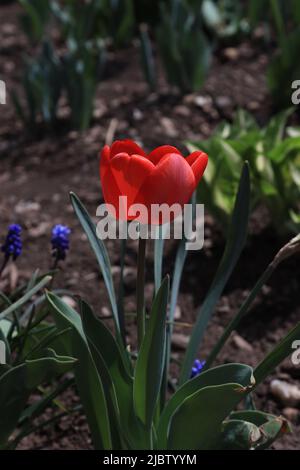 A closer look at the inside of a red tulip thread Stock Photo