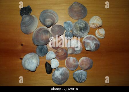 Illustration of certain types of shells generally found on the edges of beaches or in the waters they have. Stock Photo