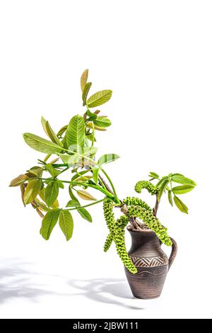 Blooming walnut branch in vase isolated on a white background. Young leaves and flowers catkins of Juglans regia tree from garden farming agricultural Stock Photo
