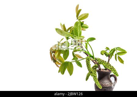 Blooming walnut branch in vase isolated on a white background. Young leaves and flowers catkins of Juglans regia tree from garden farming agricultural Stock Photo