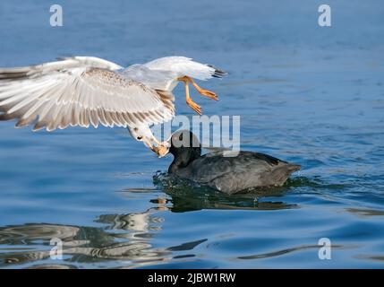 Flying black-headed gull, Chroicocephalus ridibundus, steal food from a swimming Eurasian coot, petty larceny of food is a kleptoparasitism behaviour Stock Photo