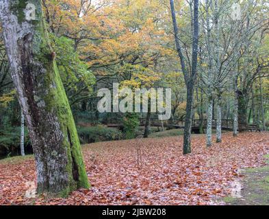 a fall scenario never fails to be a romantic place to be Stock Photo