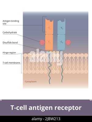 T Cell Receptor Molecular Structure Design Stock Illustration