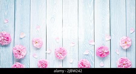 Pink roses on blue wooden planks background Stock Photo