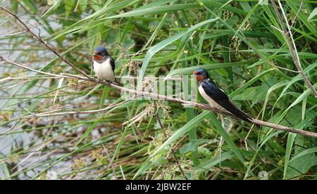 Two barn swallows sitting on a branch near water . It's a river in the Netherlands. The swallows were previously busy hunting Stock Photo
