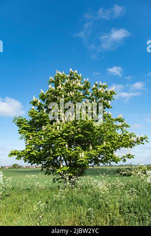 Horse chestnut tree in bloom with white candles Stock Photo