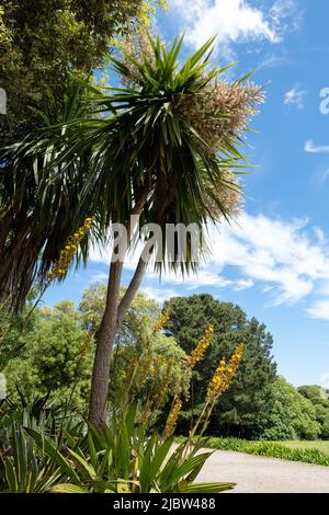 Tall Draceana tree with fragrant flower blossoms, towering over the planted border. Fully lit by bright sunshine in Trengwainton Cornish Garden Stock Photo
