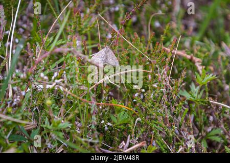 A HDR image of a Carpet Moth, Coenotephria salicata, I think, taken at Allt Mhuic nature reserve near Loch Arkaig, Lochaber, Scotland. 28 May 2022 Stock Photo