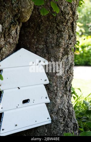 Bee hive with lots of bee activity flying in and out to create honey set in the orchard and gardens of Trengwainton Gardens of the National Trust. Stock Photo