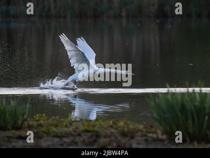 A mute swan , walking on water , as it starts to get airbourne  with plenty of splashing . Suffolk.Uk