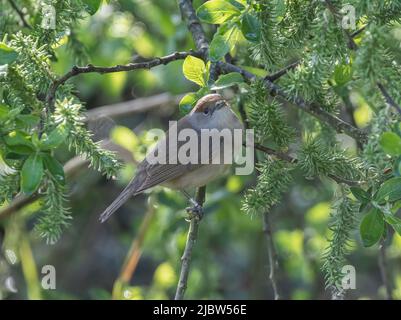 A close up of a female Blackcap ( Sylvia atricapilla) perched in a tree . It is wearing a ring. Suffolk, UK Stock Photo
