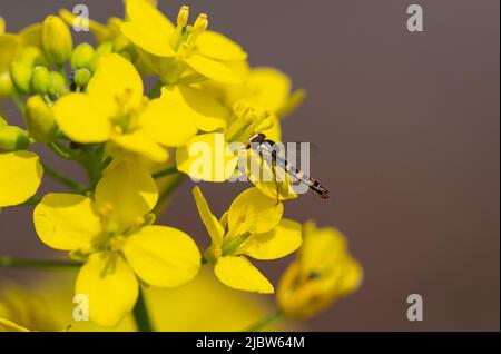 Hover fly feeding on yellow flowers Stock Photo